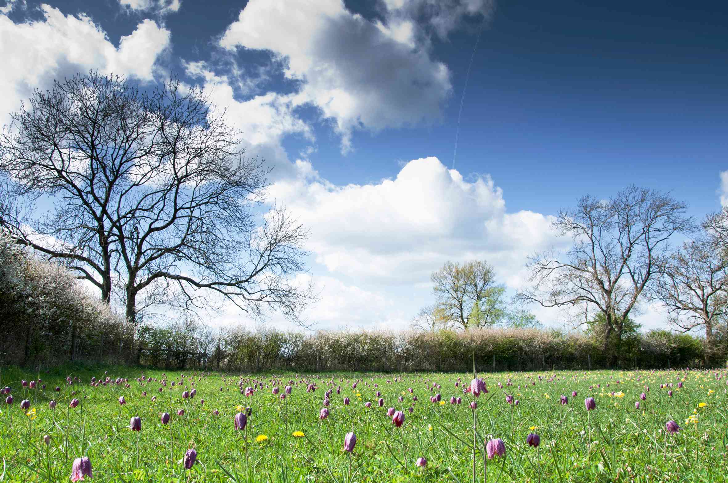 Compressed farm image